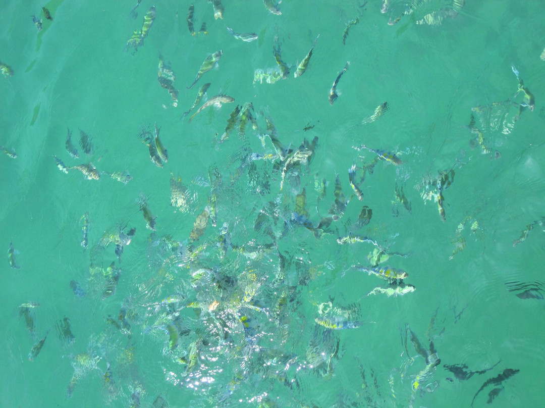 Coral Seekers-普吉镇必去景点