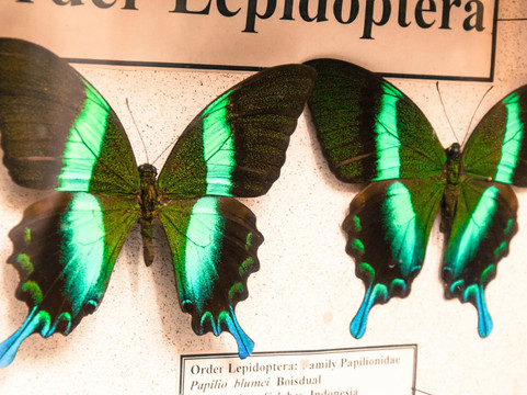 世界昆虫及自然奇观博物馆-清迈必去景点