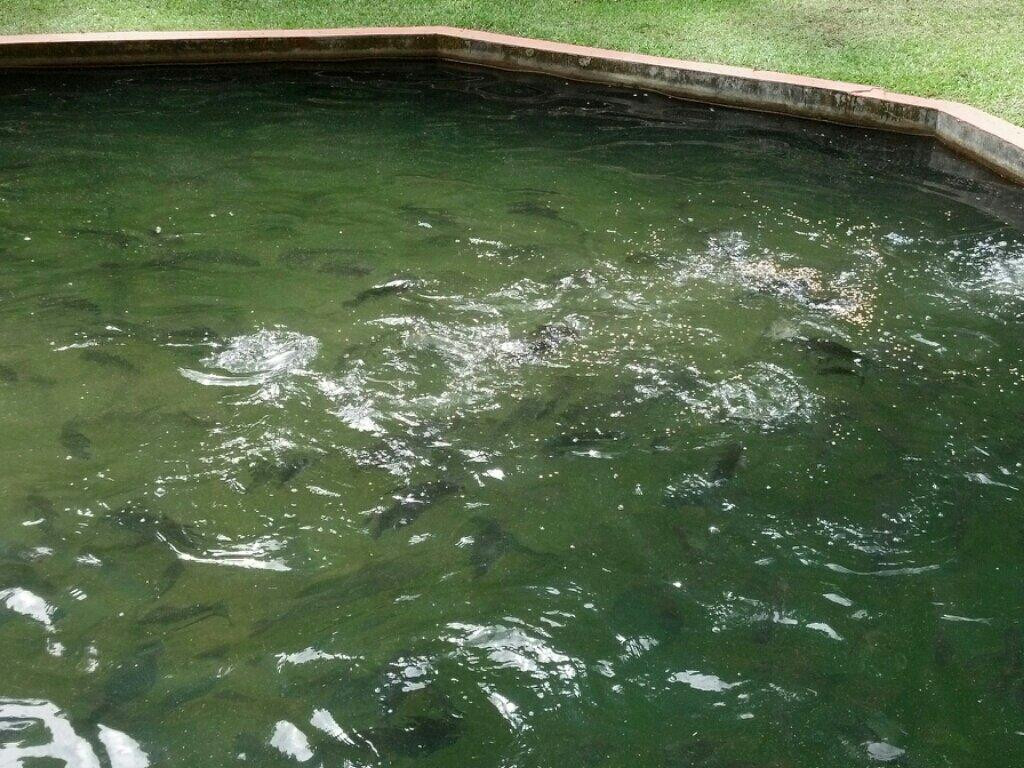 Vivero de Peces de Maricao景点图片