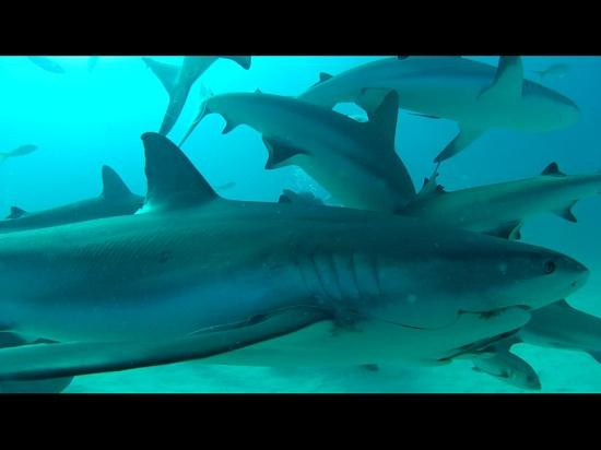 Shark Alley-大巴哈马岛必去景点