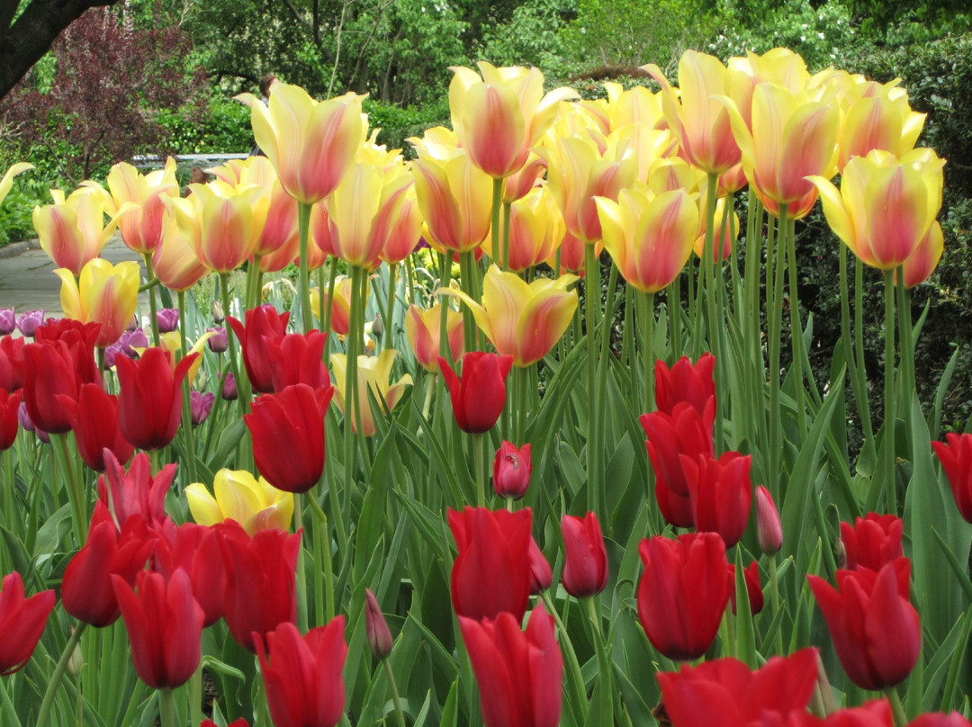 温室花园-纽约市必去景点