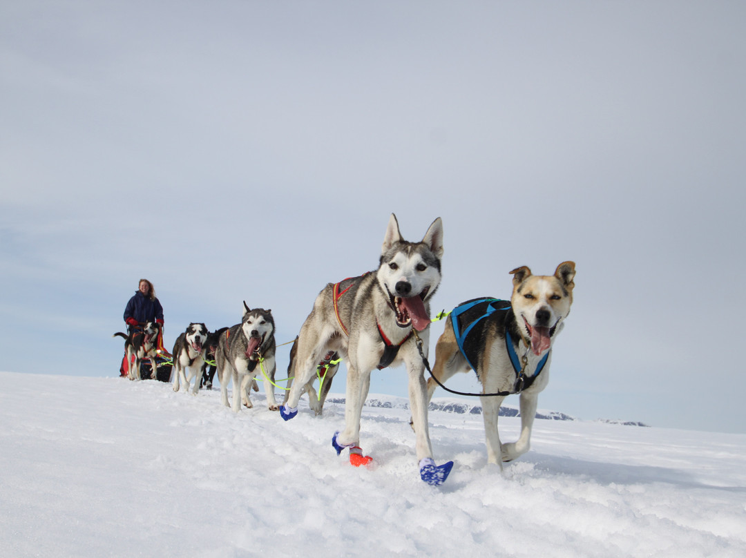 Geilo Husky Day Tours-耶卢必去景点