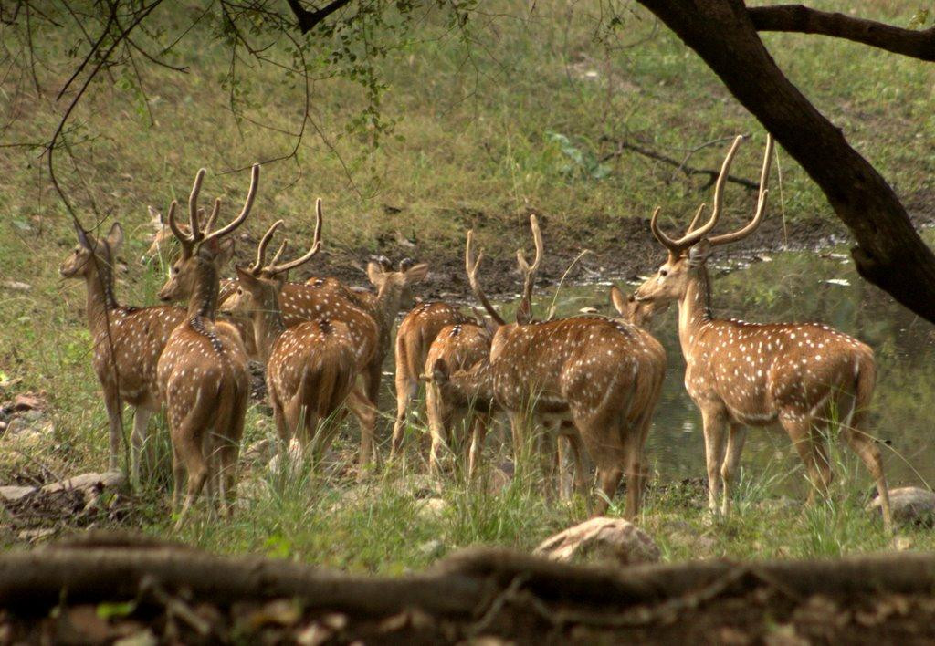 Ranthambore National Park景点图片