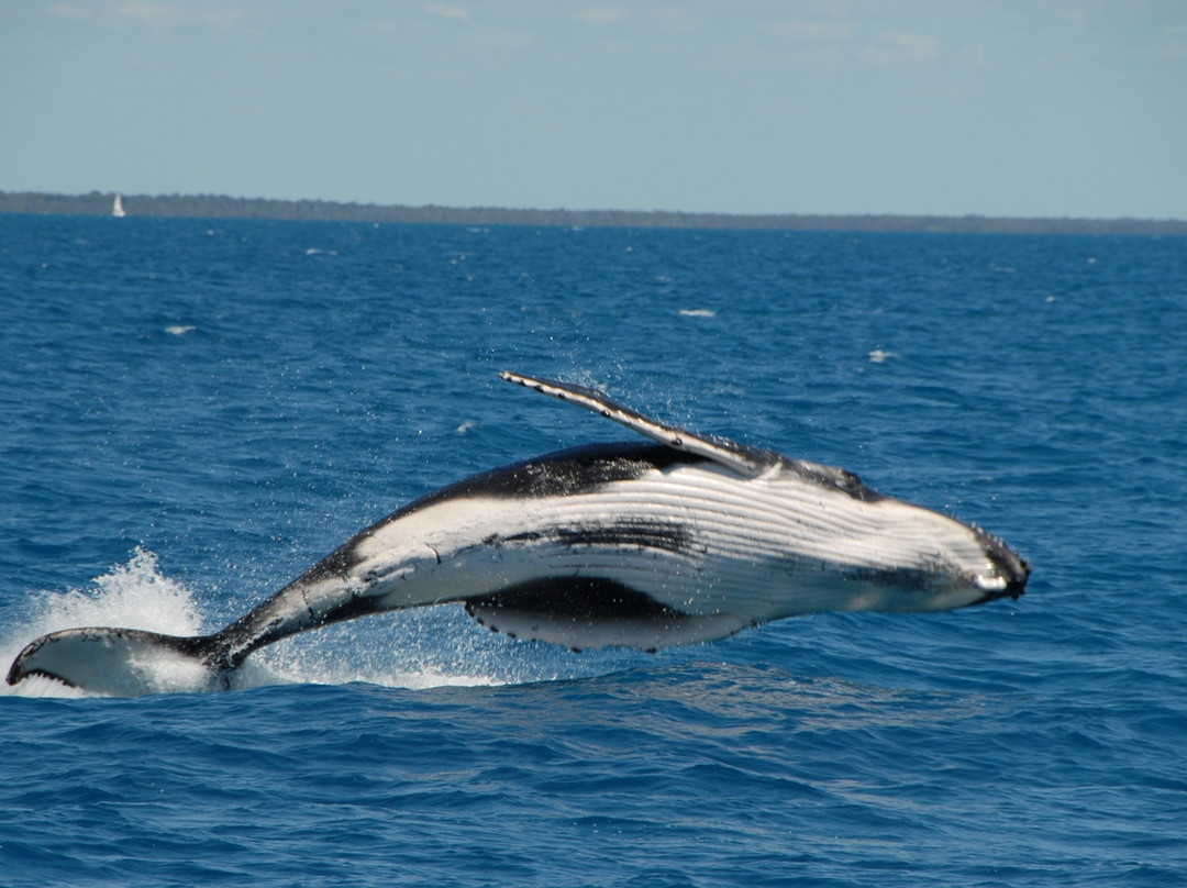 Blue Dolphin Marine Tours-尤兰根必去景点