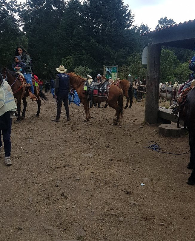 La Reserva de la Biosfera Mariposa Monarca-米却肯必去景点