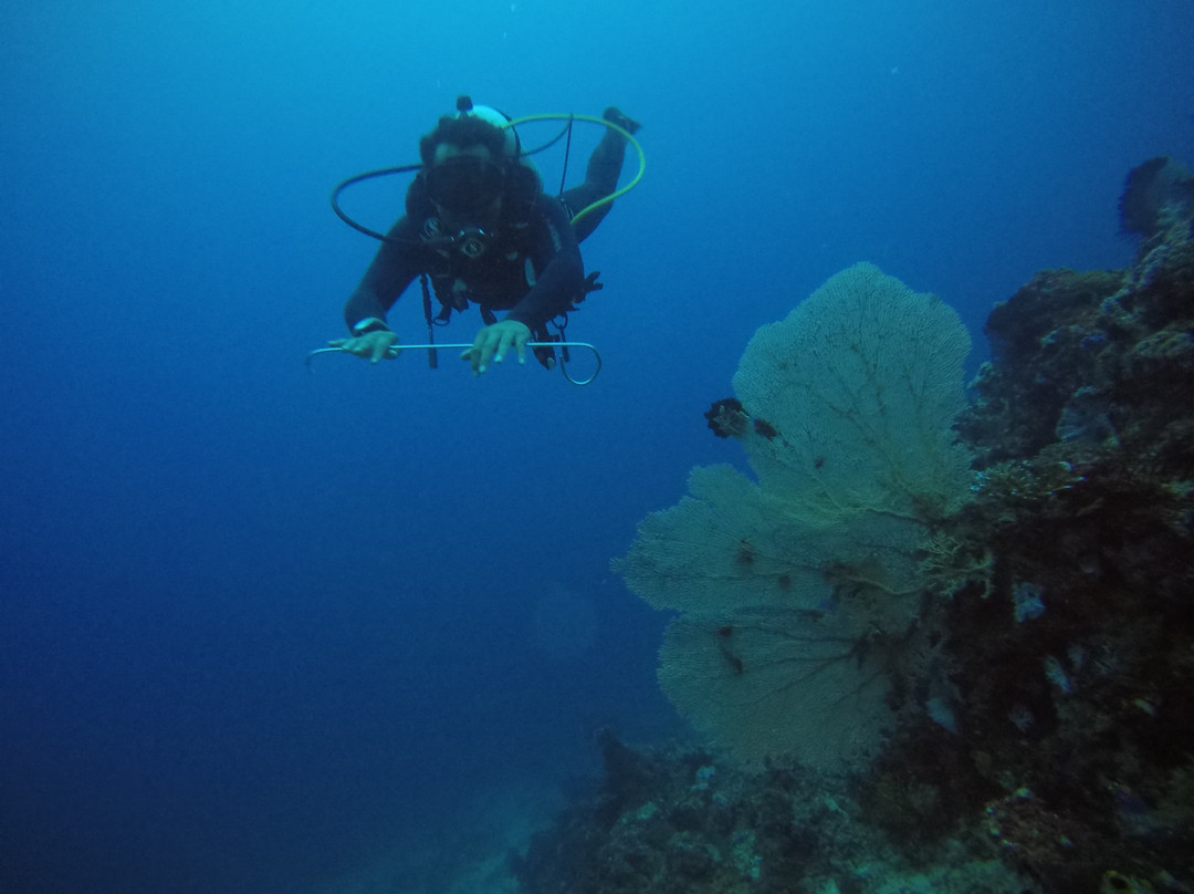 Cn Dive Komodo景点图片