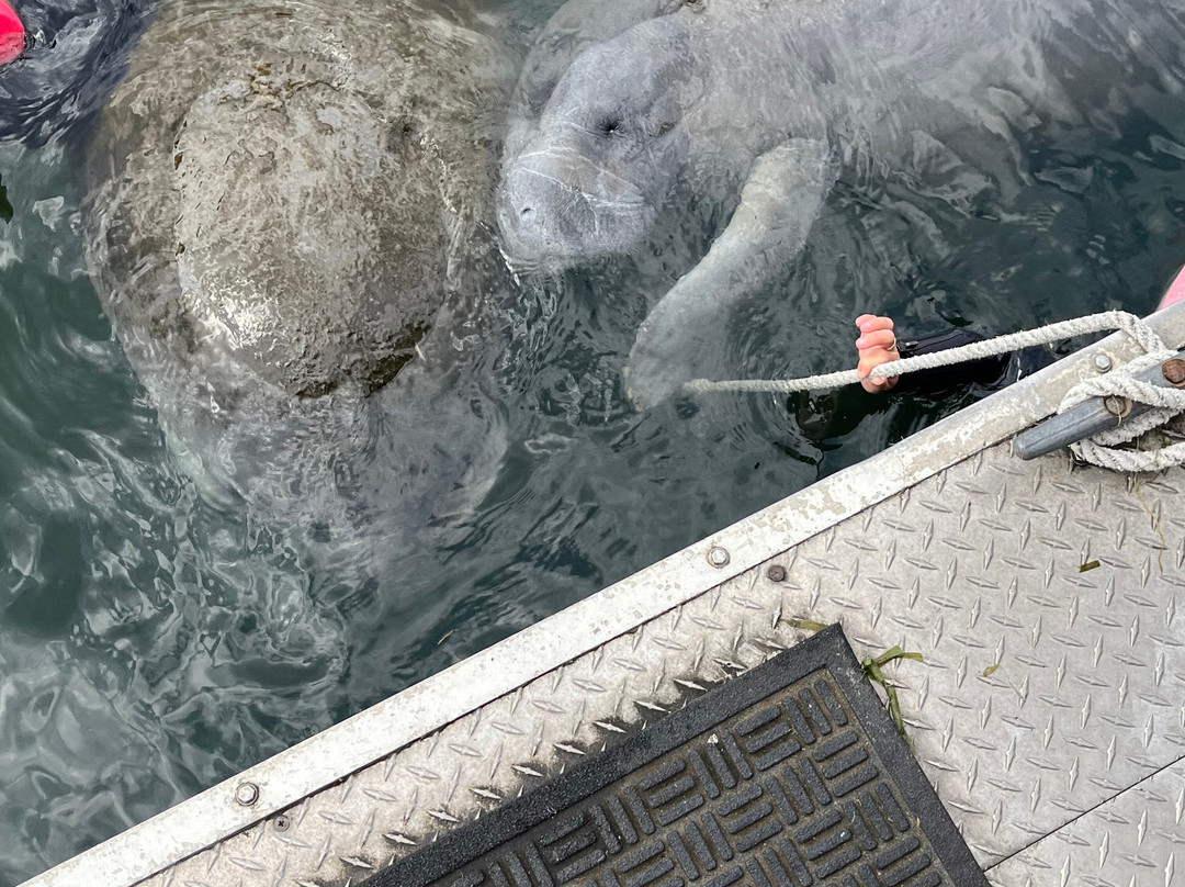 Waterfront Adventures; Swimming With The Manatees景点图片