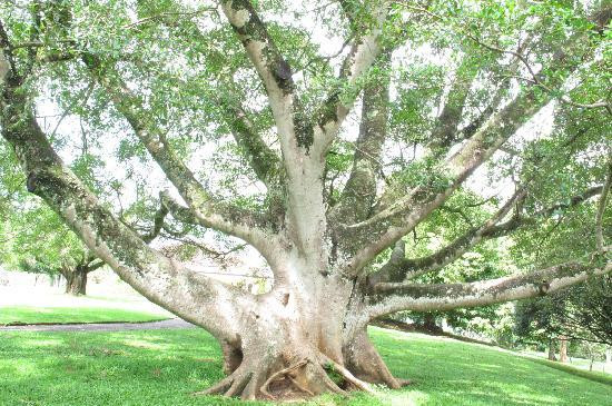 皇家植物园-佩拉德尼亚必去景点