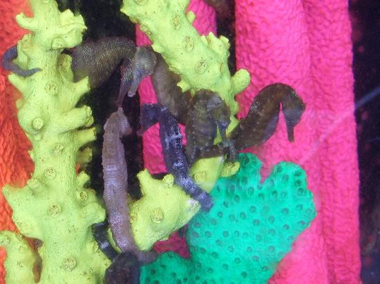 海洋骑士海马牧场-凯鲁瓦-柯纳必去景点