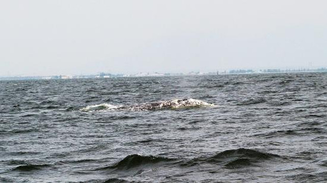 Western Prince Whale & Wildlife Tours-星期五港湾必去景点