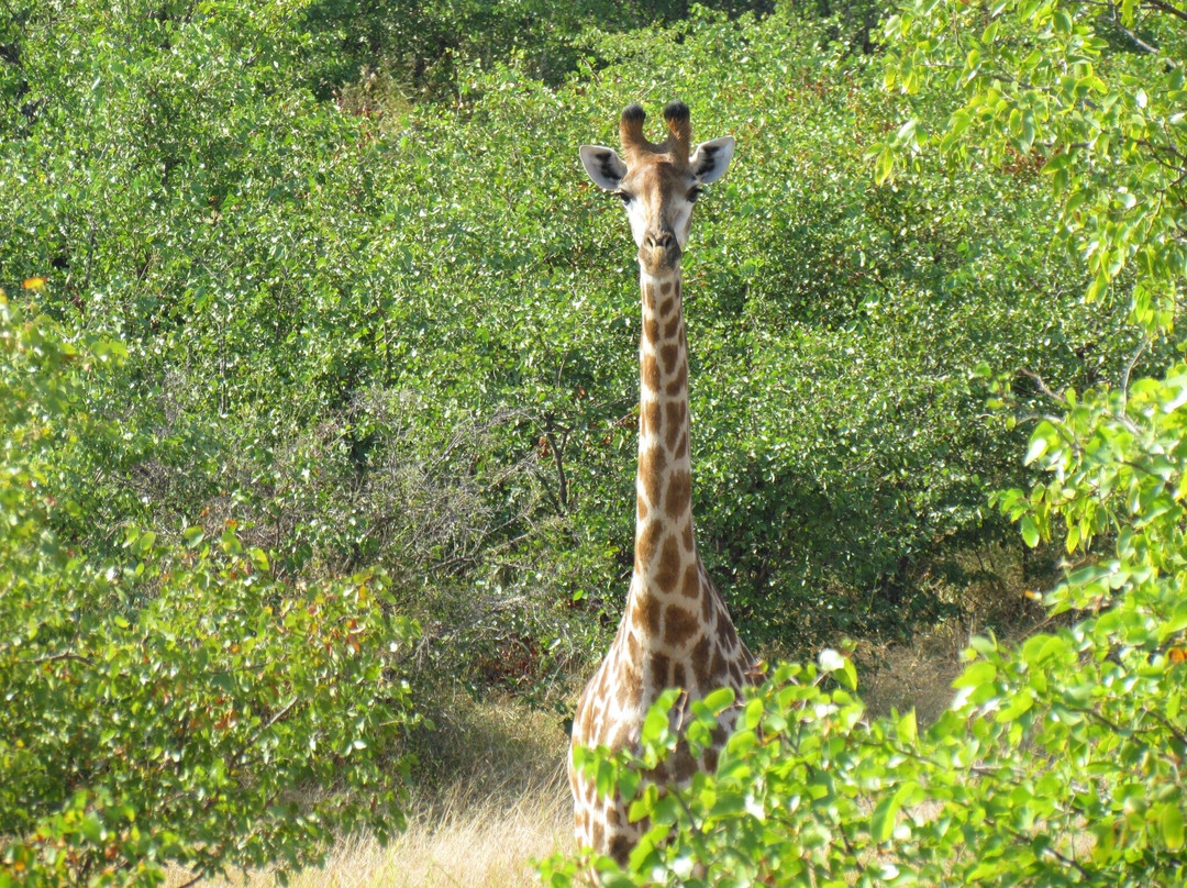 Nandzana Safaris-伐拉博瓦必去景点