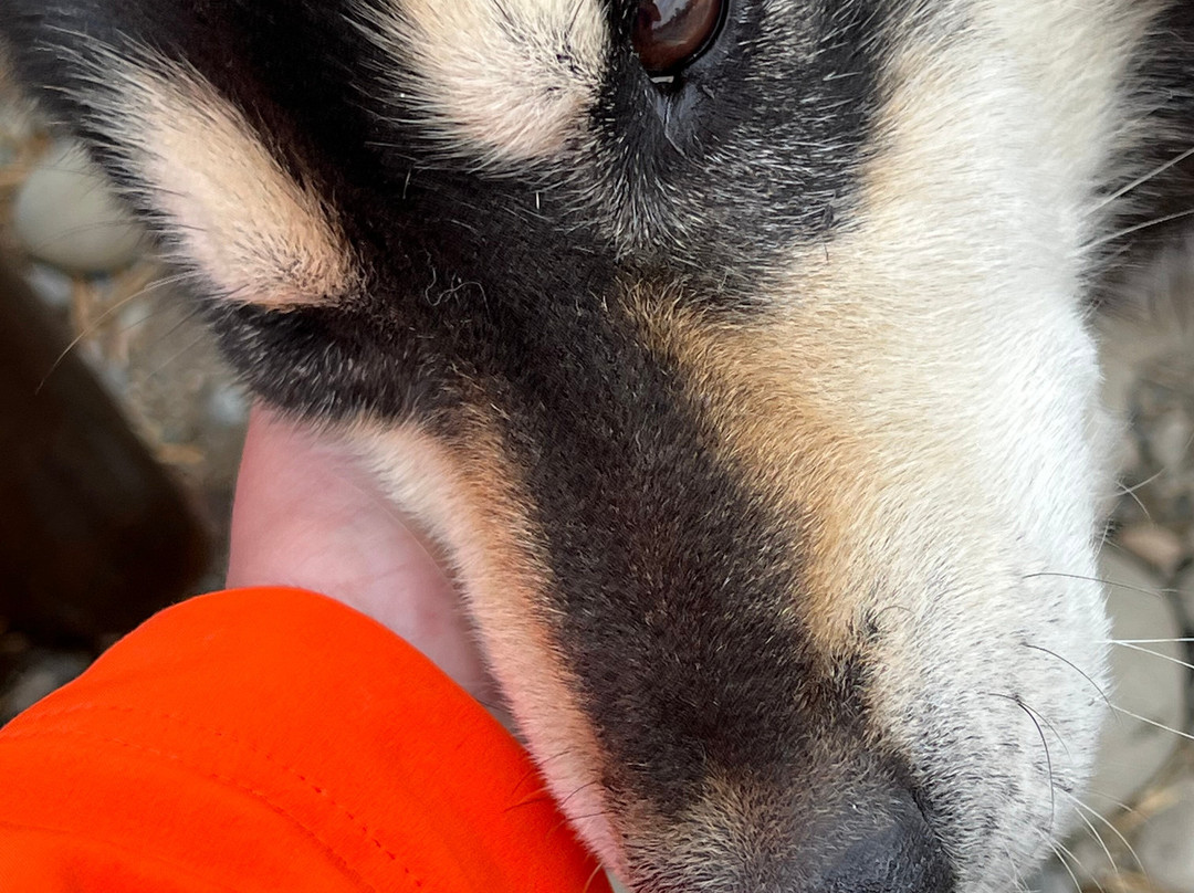 AK Sled Dog Tours-塔尔基特纳必去景点