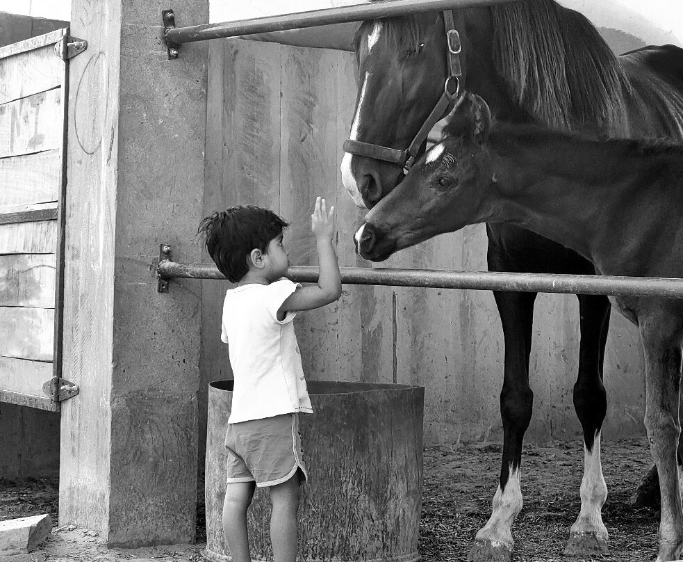 Mehai Stud Farm Horse Back Riding-焦特布尔必去景点