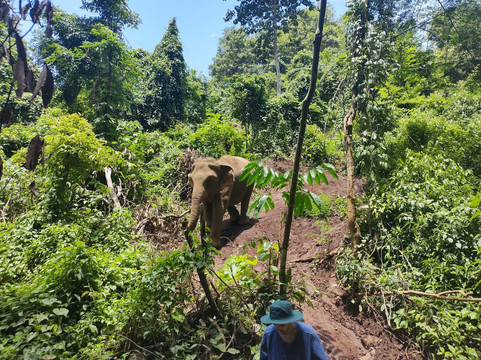 Toto's Elephant Sanctuary-清迈必去景点