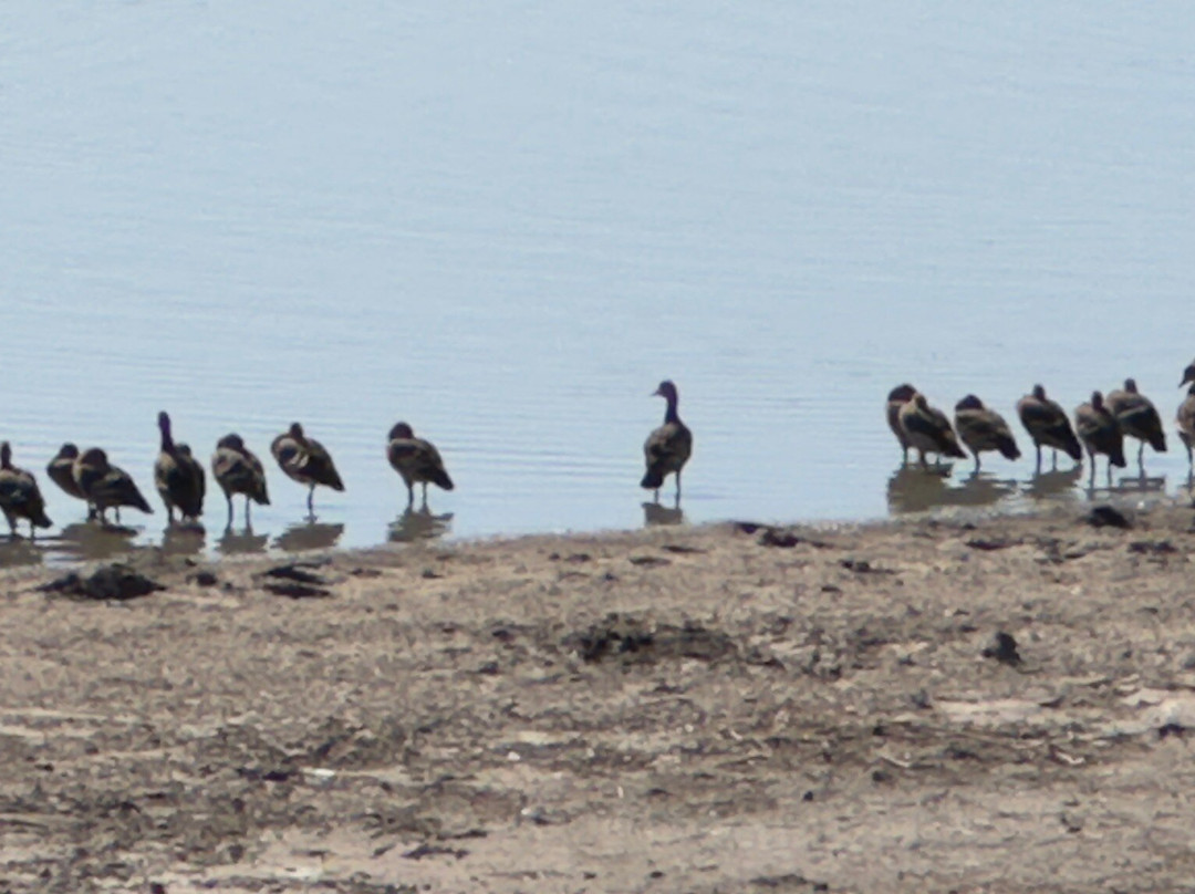 Fogg Dam Conservation Reserve景点图片