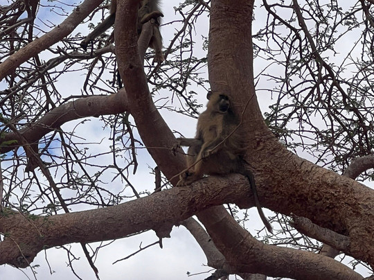 Coast Camping Tours & Safaris-蒙巴萨必去景点