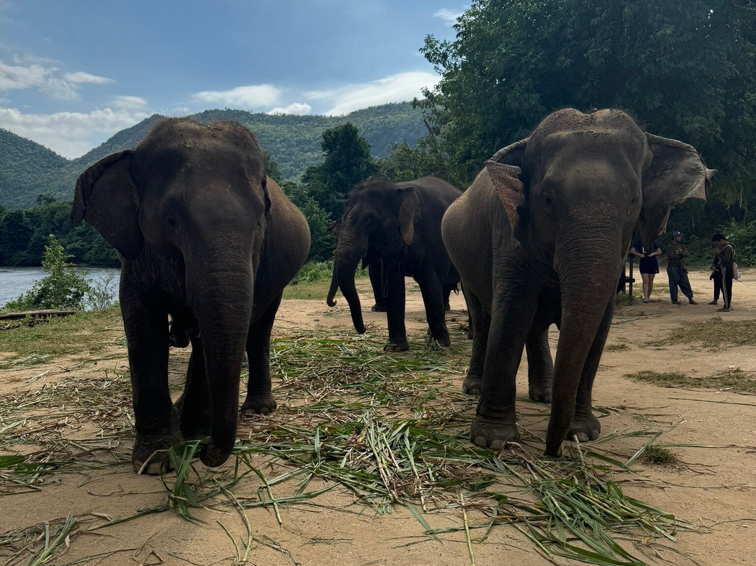 Bangkok Elephant Care Sanctuary景点图片