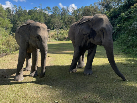 Le Cher Elephant Home-清迈必去景点