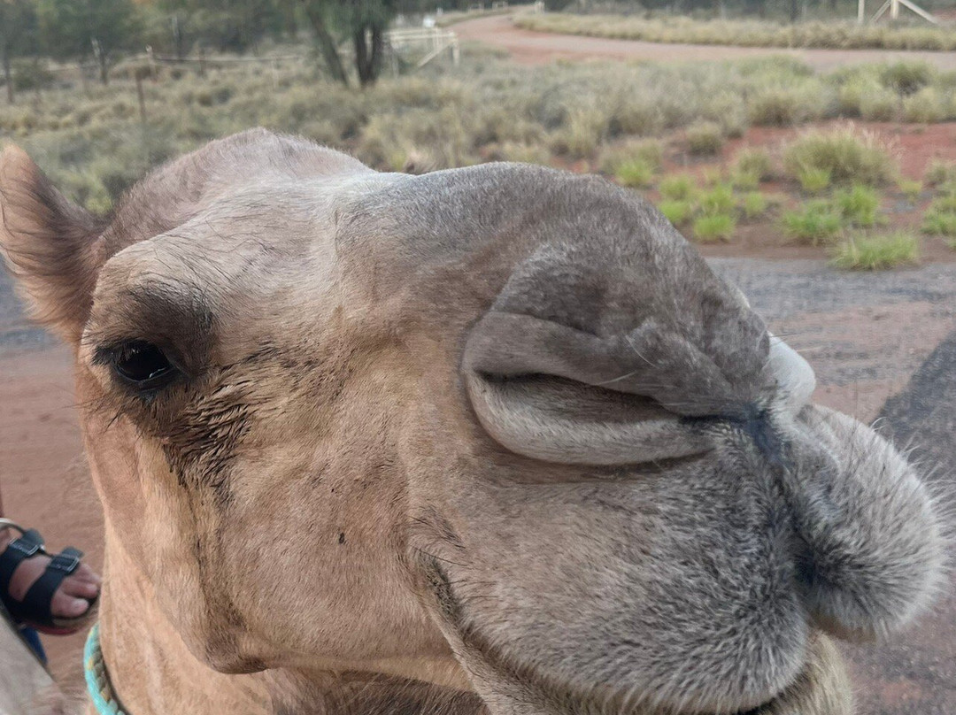 Pyndan Camel Tracks-爱丽斯泉必去景点