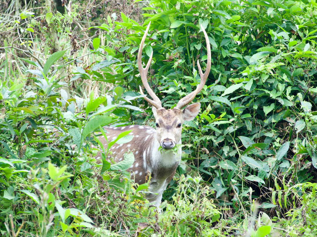 The Chitwan Jungle Guides景点图片