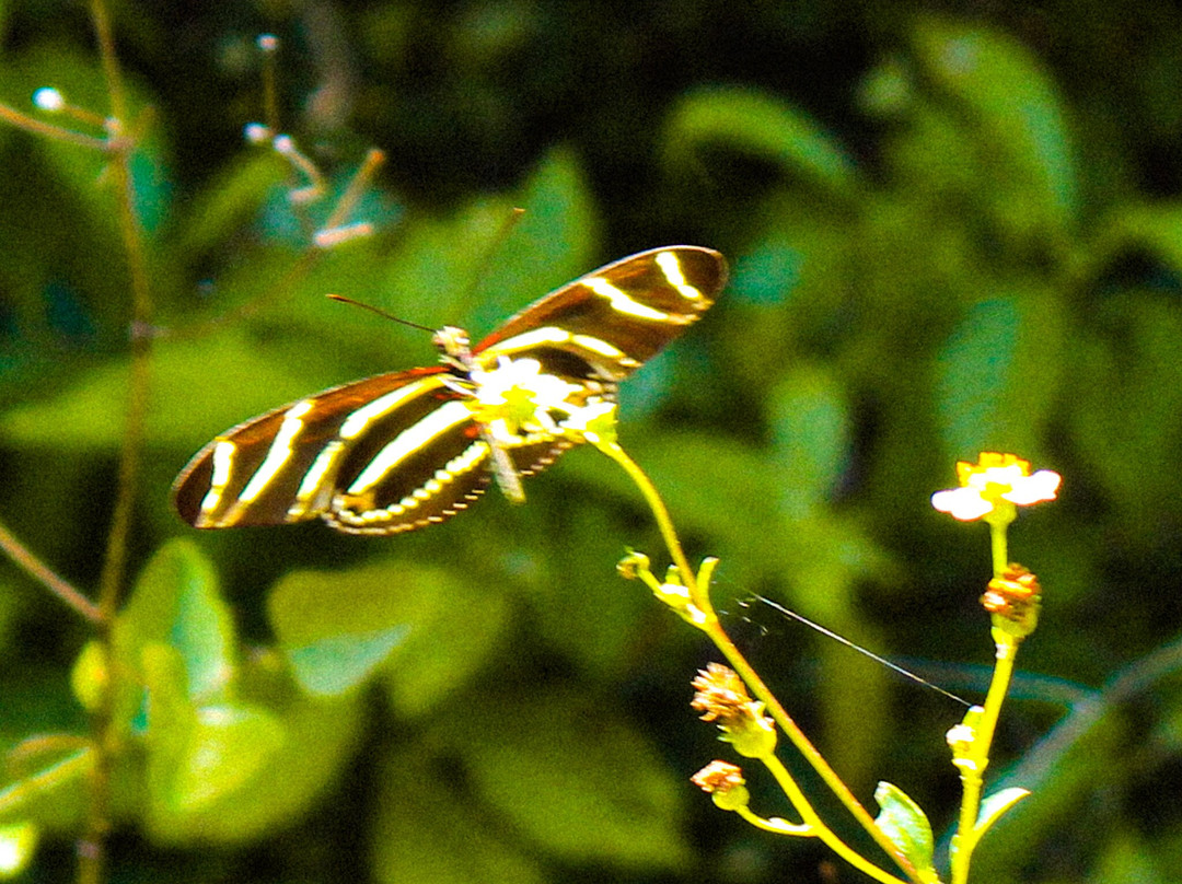 Fern Forest Nature Center-Coconut Creek必去景点