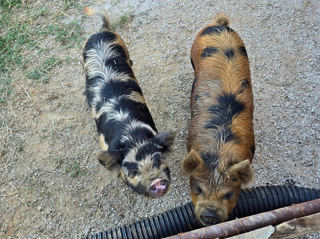 Moo & Bray Farm-Whitesboro必去景点