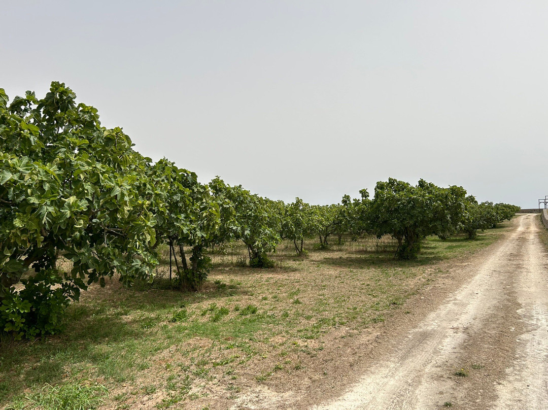 Furnirussi Tenuta主图