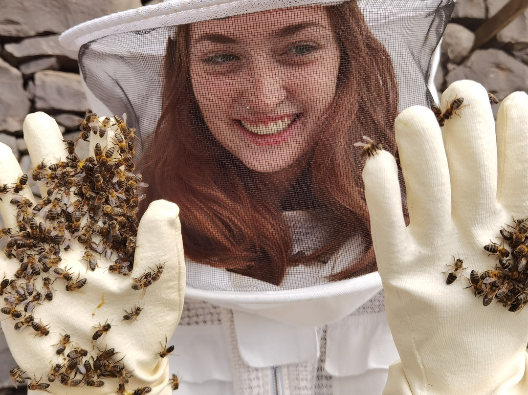 Bees experiences