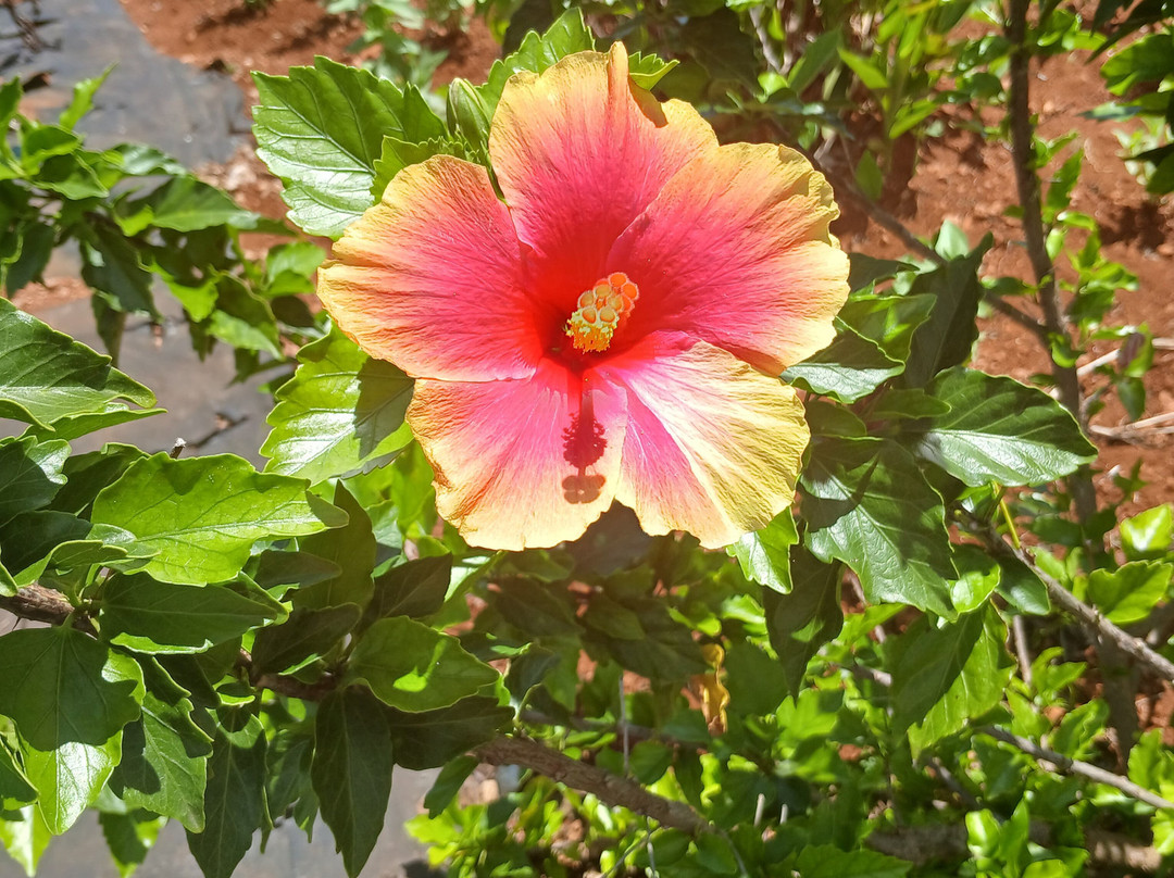 Eleuthera Pineapple Farm Tours-伊柳塞拉必去景点