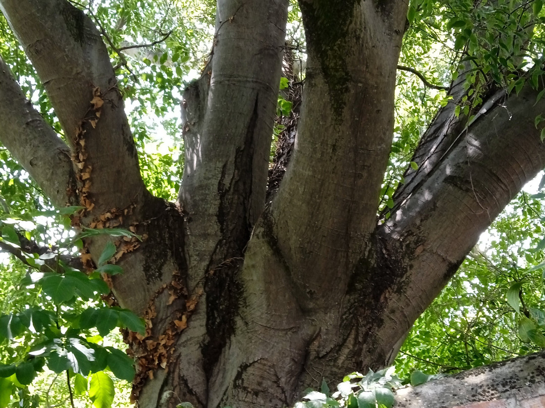 Parco Regionale Fluviale del Taro景点图片
