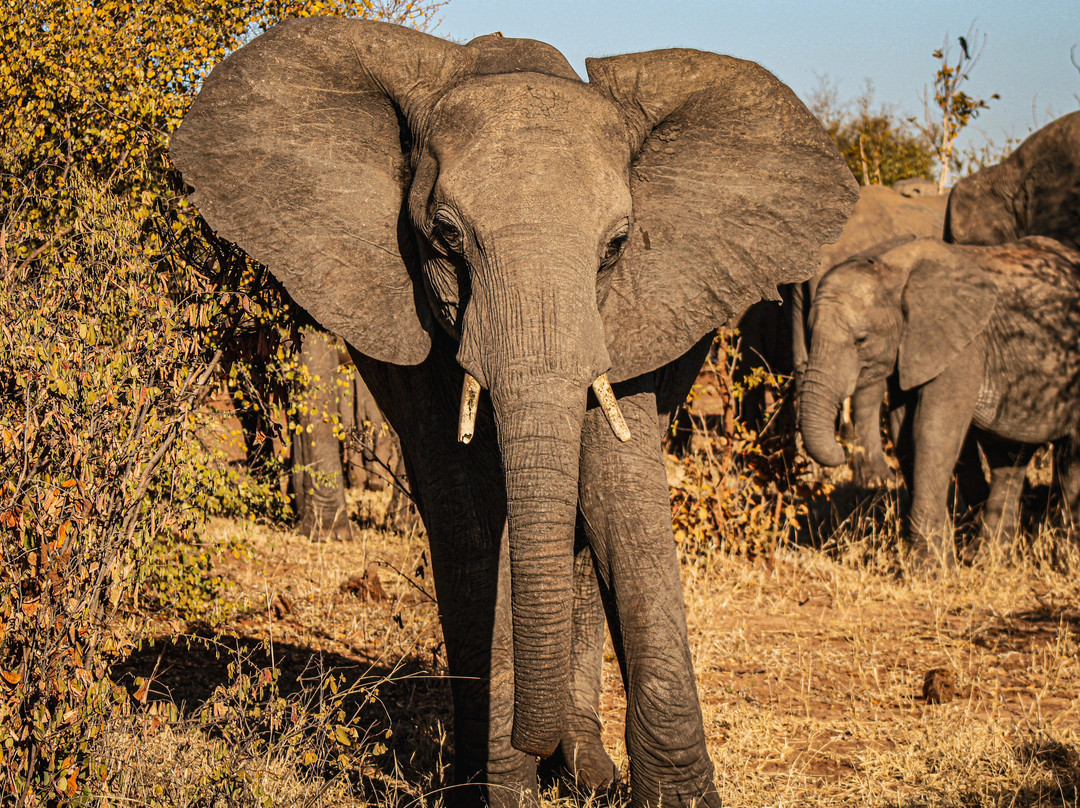 The Elephant Camp主图