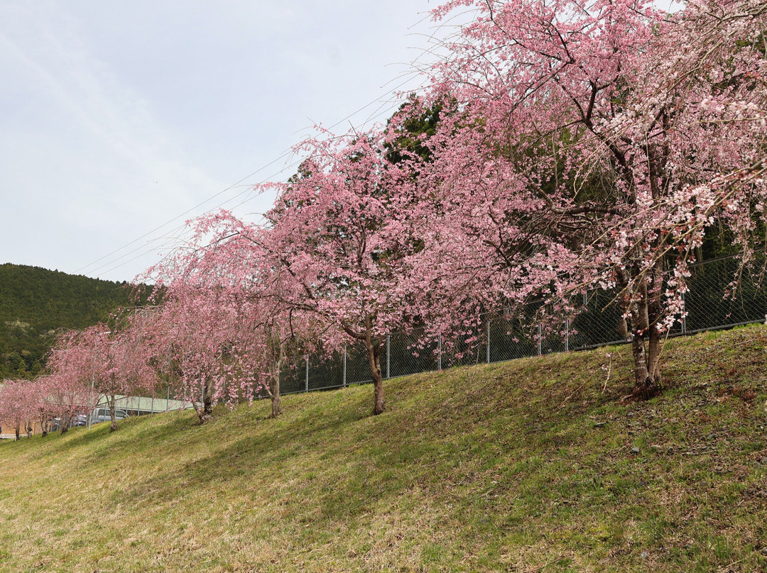 Tokuyama Momonzawa no Sakuranamiki景点图片