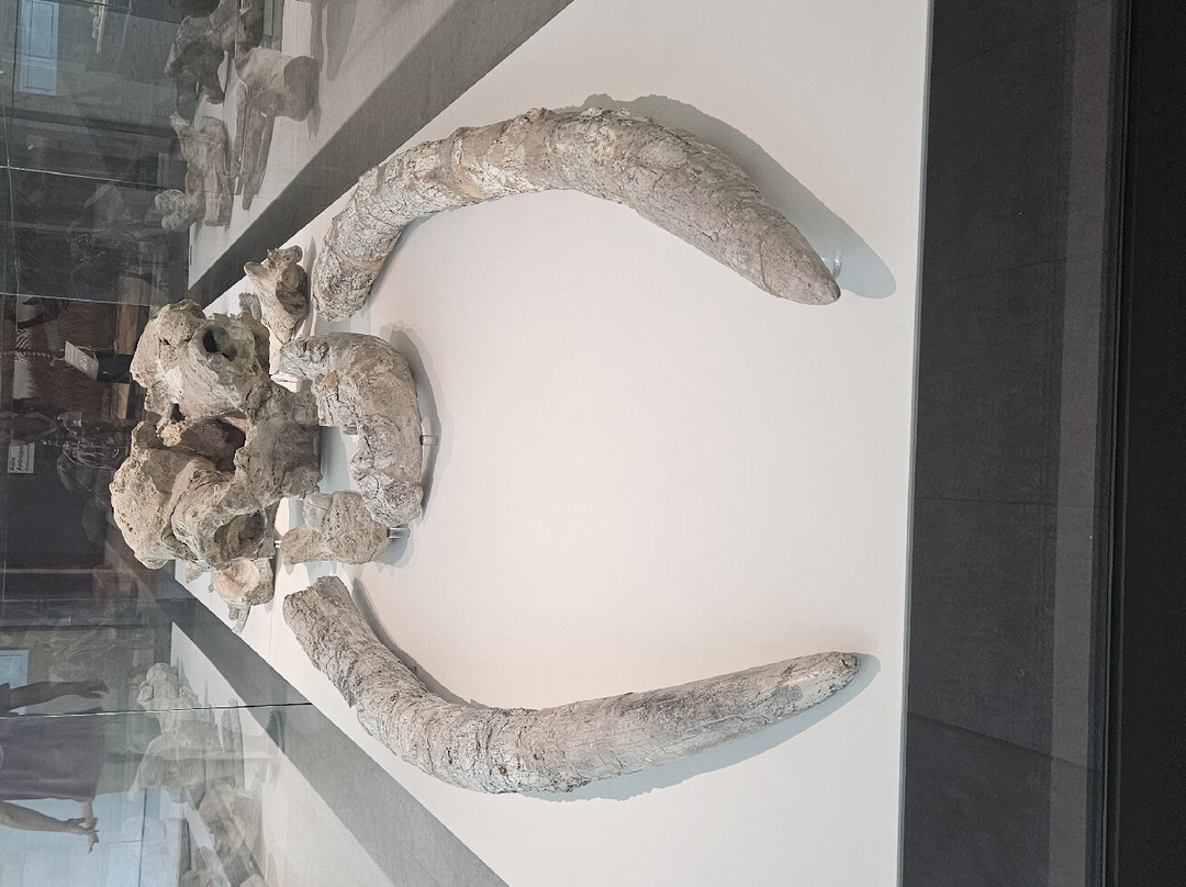 Museo de Paleontologia de Castilla-La Mancha景点图片
