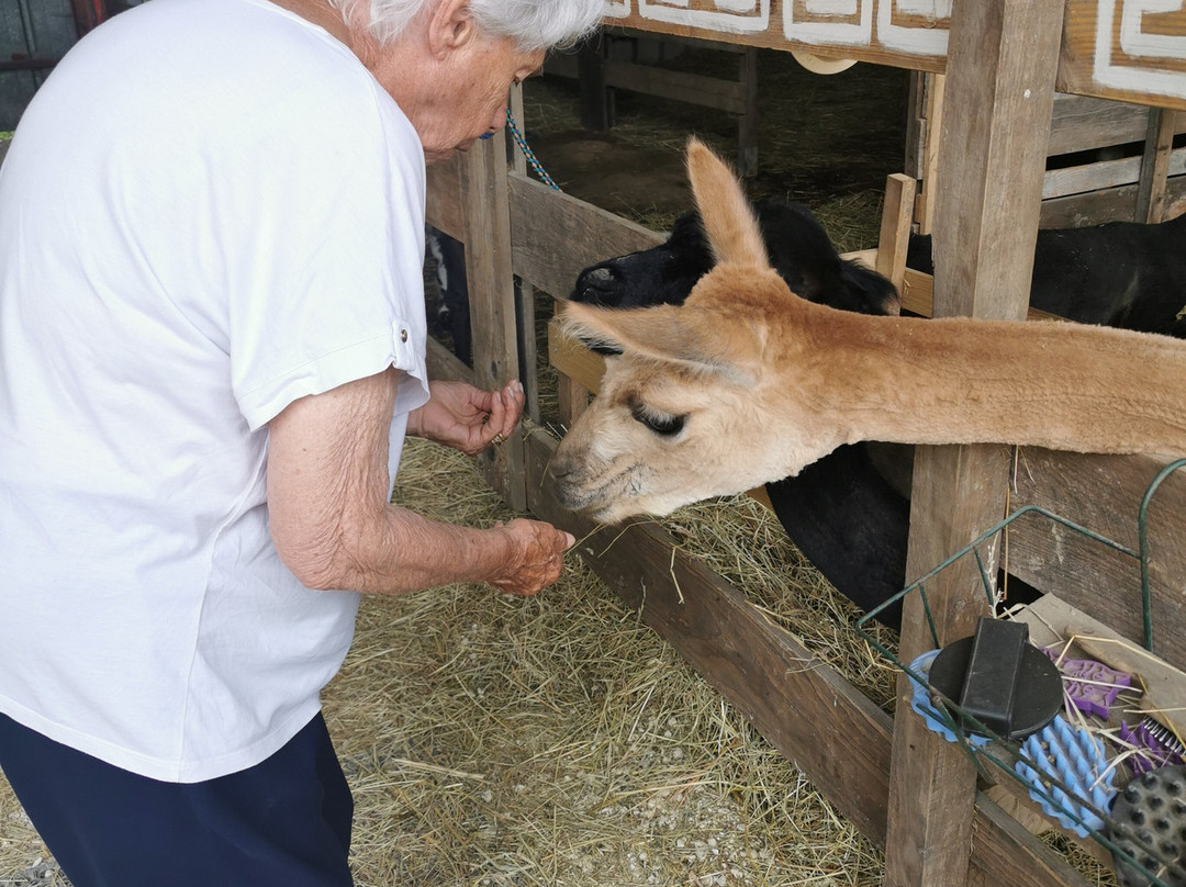 Lama Émoi景点图片
