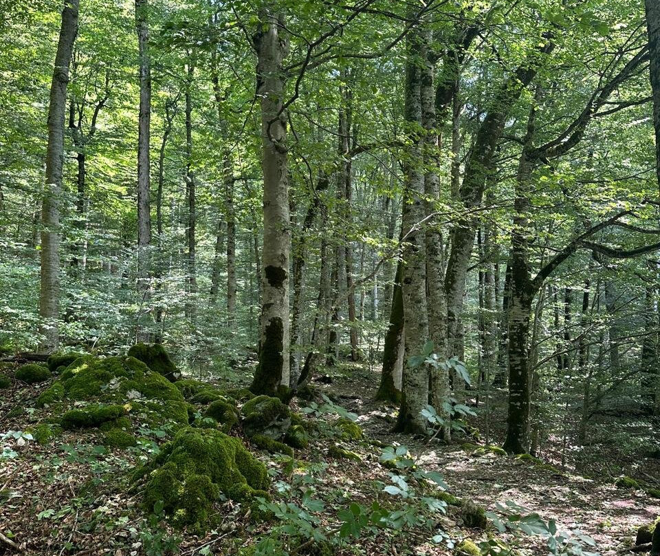 Biogradska Gora National Park Visitor Centre景点图片