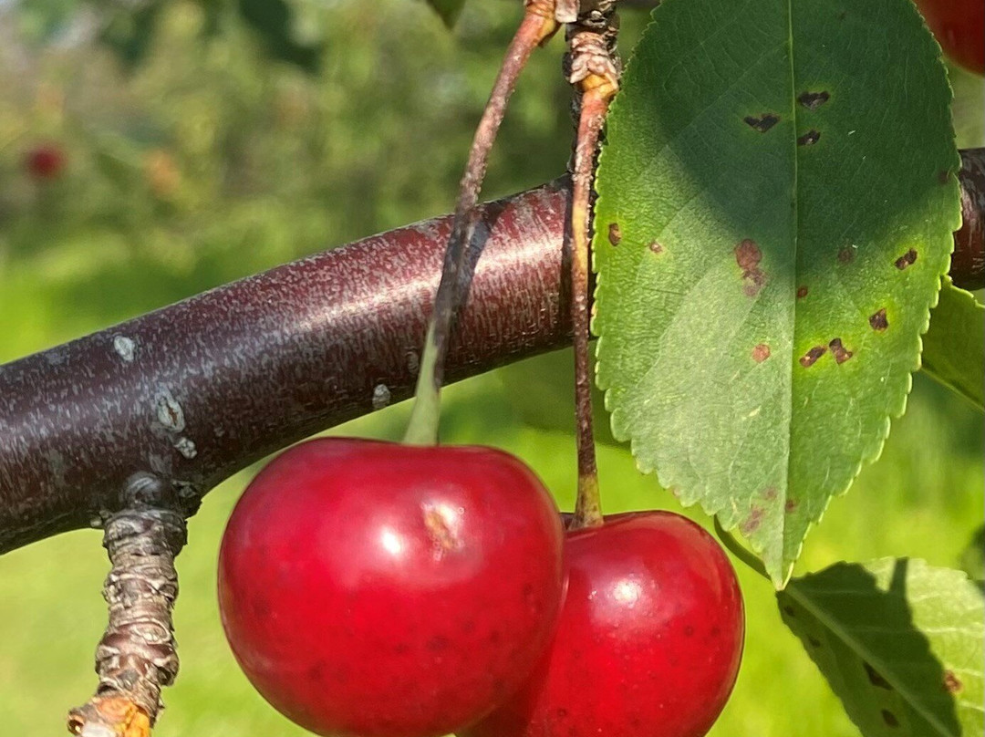 Hyline Orchard Farm Market-Fish Creek必去景点