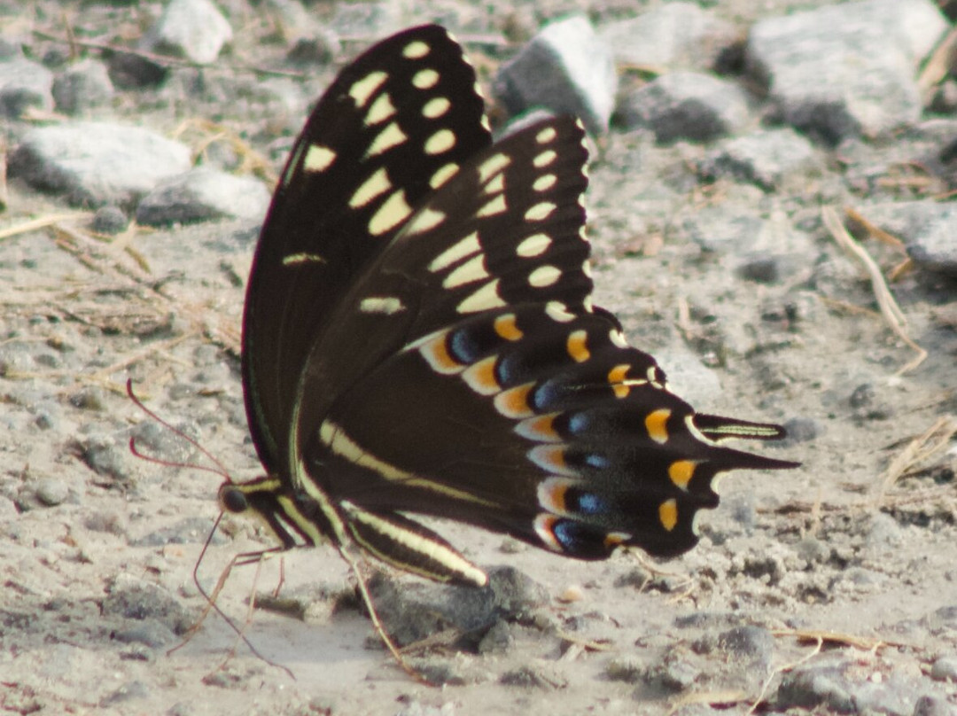 Alligator River National Wildlife Refuge景点图片