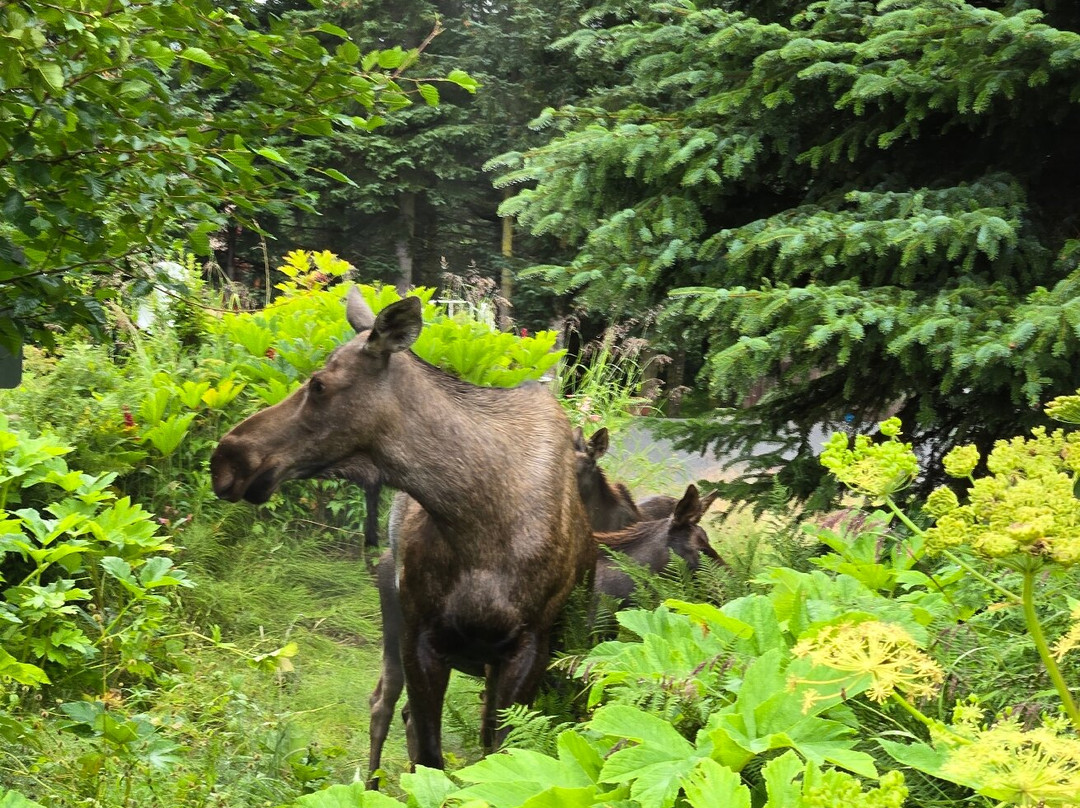 Pratt Museum-荷马必去景点