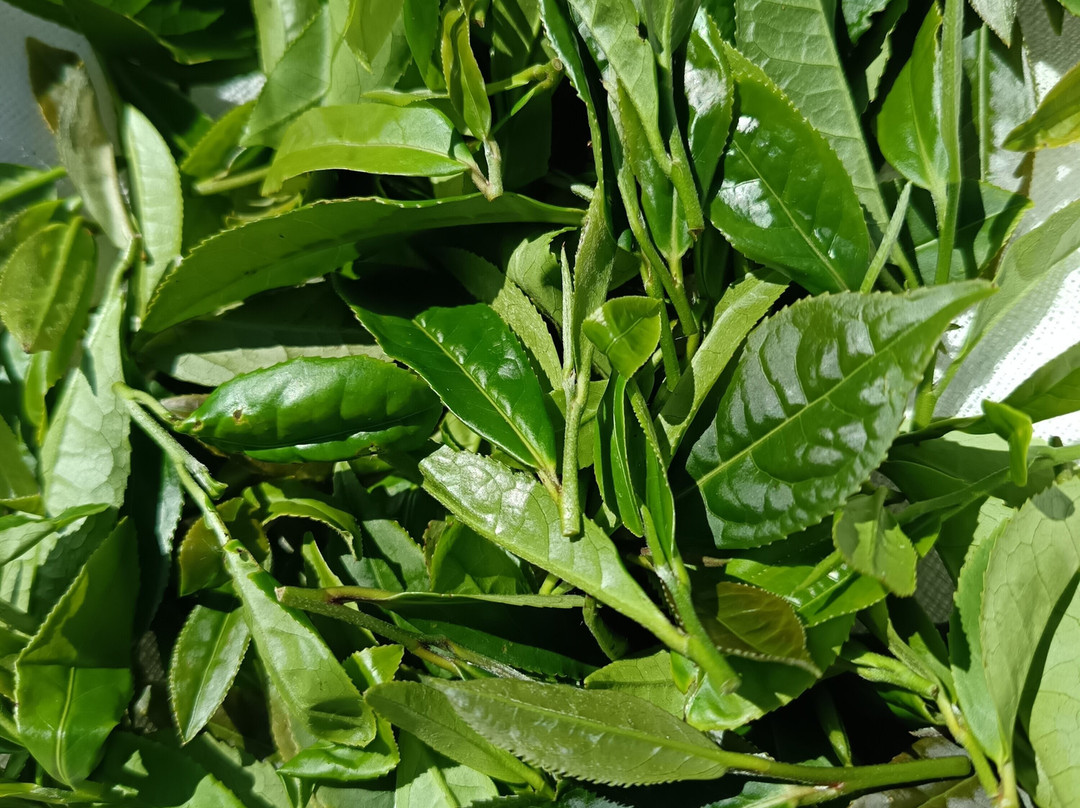 Jardins De Thé - Tea Garden景点图片