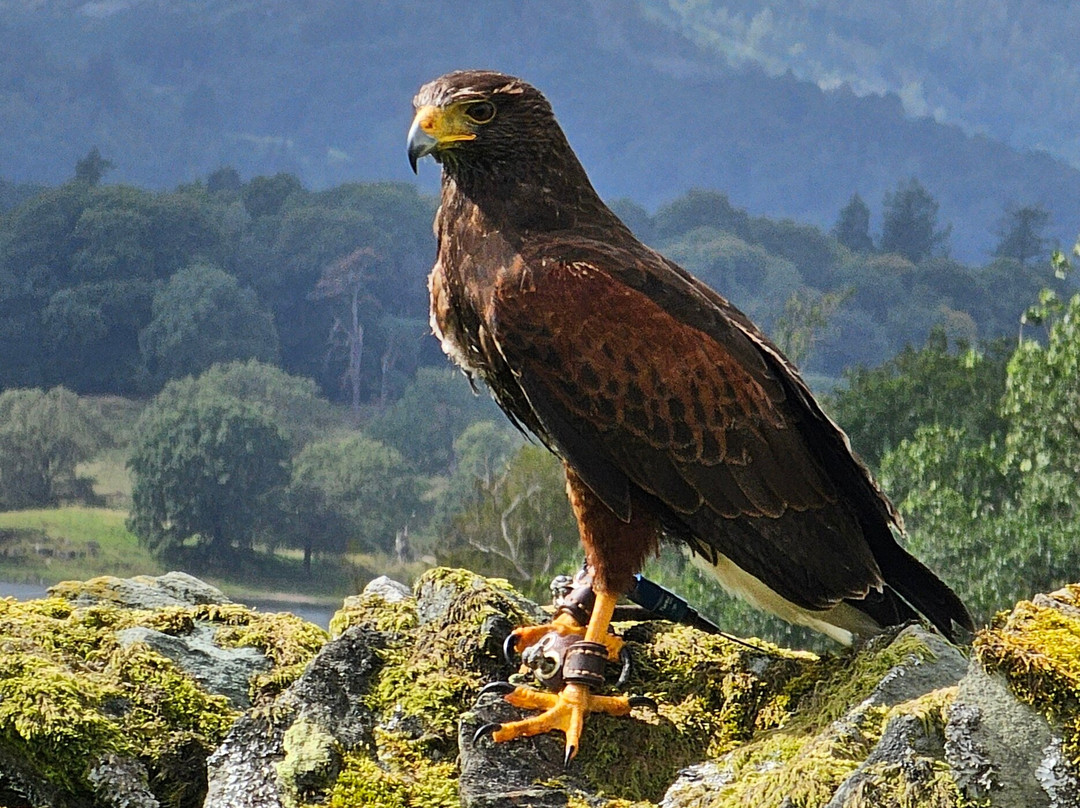 Lake District Falconry景点图片