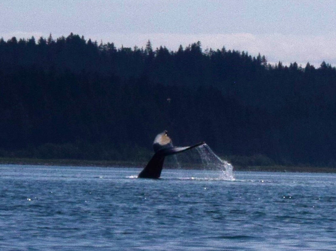 Glacier Bay Sea Kayaks-古斯塔夫斯必去景点