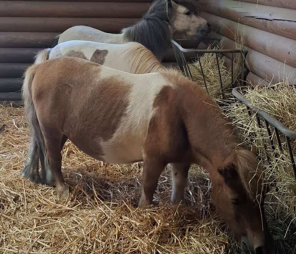 Tierpark Eilenburg-Eilenburg必去景点