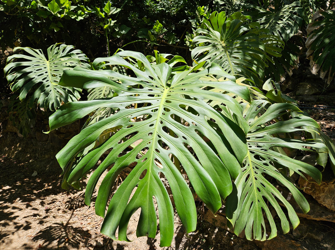 Botanical Park & Gardens of Crete景点图片