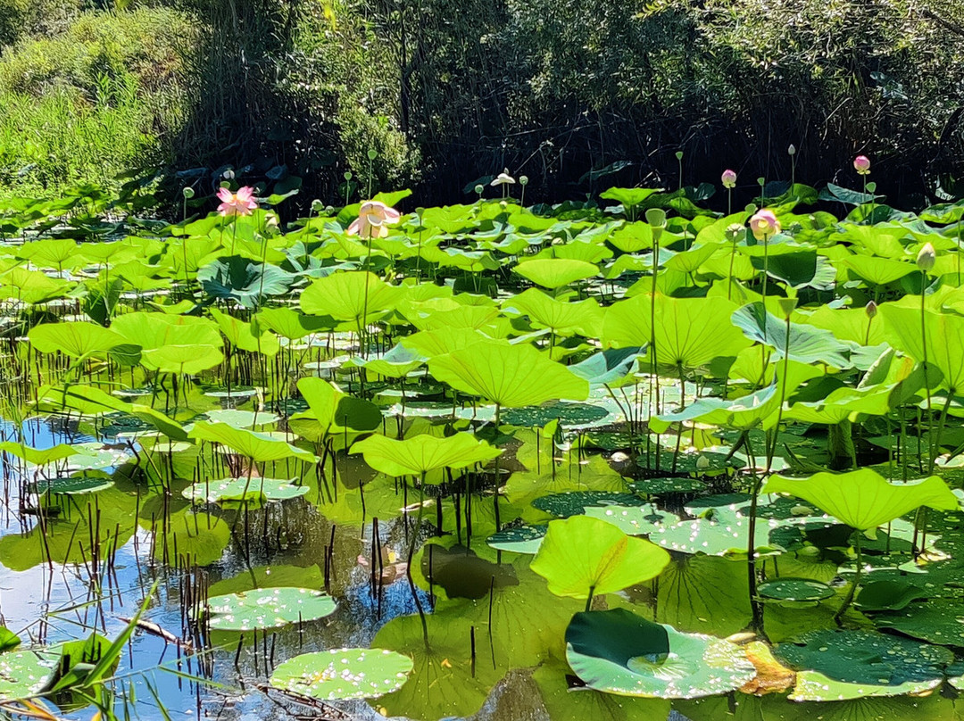 Etang de Fontmerle景点图片