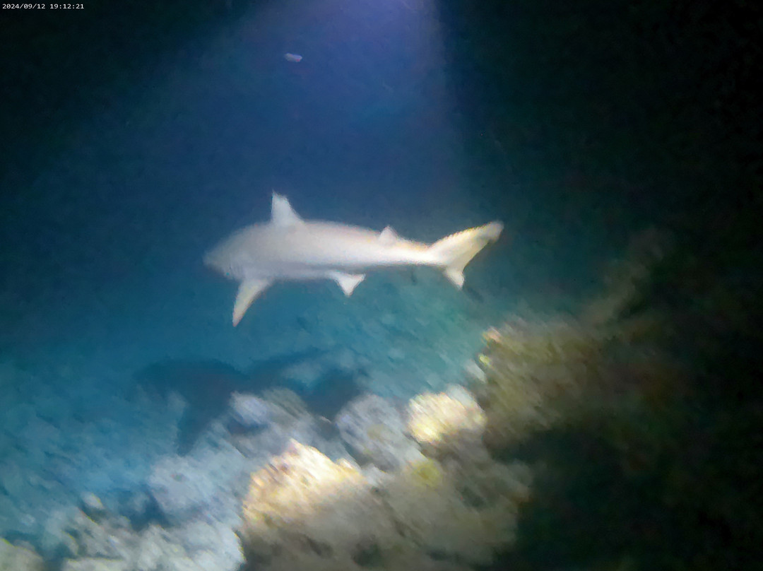 Joy Dive Maldives-萨芙莉岛必去景点