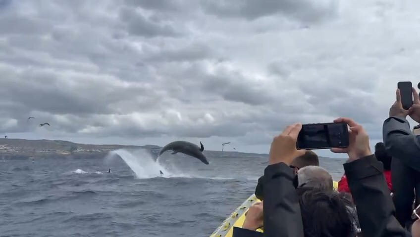 Water4fun - Whale Watching Terceira island-亚速尔群岛英雄港中心区必去景点