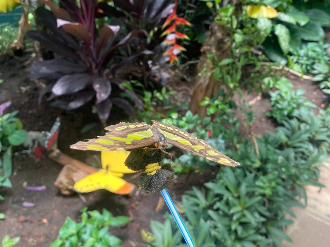 Butterfly Kingdom景点图片