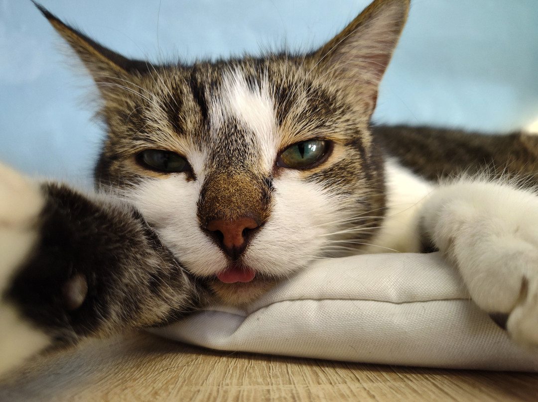 Cat Museum-明斯克必去景点