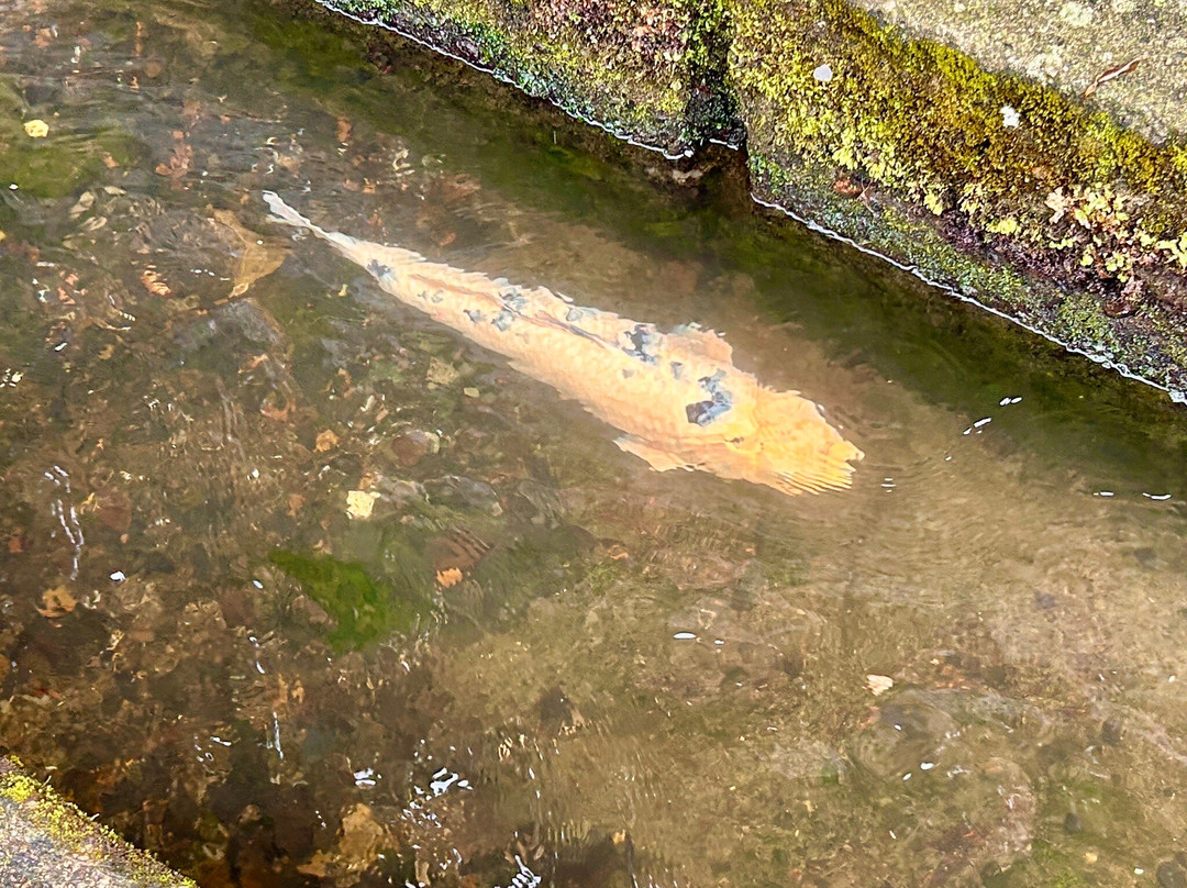 Yasaka Shrine-津和野町必去景点