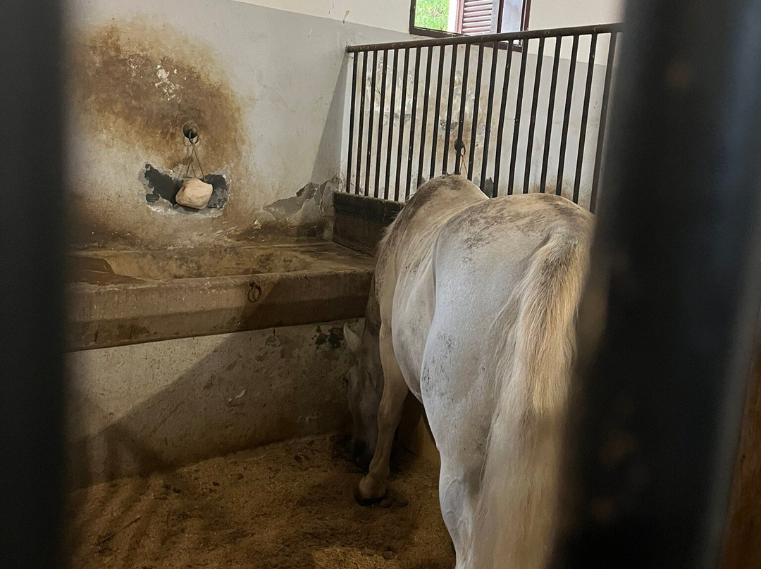 Lipica Stud Farm - Kobilarna Lipica景点图片